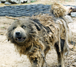 Tibetaanse waakhond