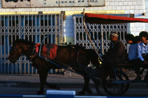 Ezelkar in Urumqi